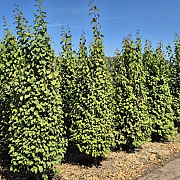 Cercidiphyllum japonicum 250-275 cm draadkluit