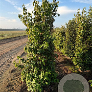 Cornus kousa chinensis 175-200 cm draadkluit
