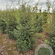 Osmanthus burkwoodii 150-175 cm draadkluit