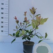 Photinia fraseri 'Red Robin' 40-60 cm 3,0L