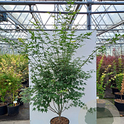 Acer palmatum 175-200 cm container meerstammig