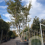 Acer pal. 'Atropurpureum' 350-400 cm container