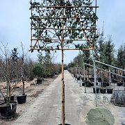 Photinia fraseri 'Red Robin' 10-12 cm container LEIVORM 200 cm stam