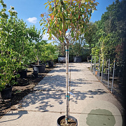 Photinia fraseri 'Red Robin' 120 cm stam container bol