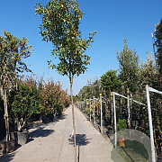 Photinia fraseri 'Red Robin' 180 cm stam 35L 12-14