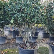 Photinia fraseri 'Red Robin' 175-200 cm container solitair extra