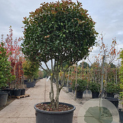 Photinia fraseri 'Red Robin' 200-250 cm container Gestokt