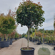 Photinia fraseri 'Red Robin' 80 cm stam container bol 50-60