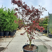 Acer pal. 'Bloodgood' 200-250 cm container meerstammig extra