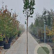 Arbutus unedo 200 cm stam 25L 6-8