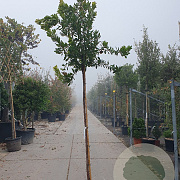 Arbutus unedo 200 cm stam 25L 8-10