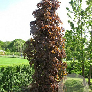 Acer plat. 'Crimson King' 160 cm stam container 10-12