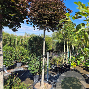 Acer plat. 'Crimson Sentry' 200 cm stam container 18-20 leiboom