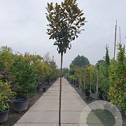 Magnolia grand. 'Goliath' 200 cm stam container 6-8
