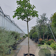 Ficus car. 'Brogiotto Bianco' 240 cm stam container 20-25