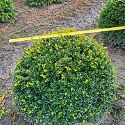 Taxus baccata 60 cm draadkluit bol