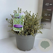 Ceanothus impressus 'Cool Blue' 30-35 cm 5,0L