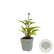 Echinacea 'Sensation Pink' GM  P11