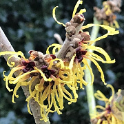 Hamamelis int. 'Barmstedt Gold' 100-125 cm 35L solitair