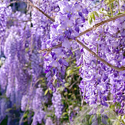 Wisteria sinensis 'Motorla' 70 cm 2,0L