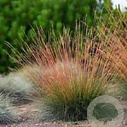 Festuca glauca Sunrise GM P9