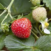 Fragaria a. 'Mieze Schindler' GM P9