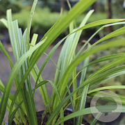 Carex pilosa 'Copenhagen Select' GM P9