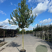 Acer rubrum 'Franksred' 12-14 HO 45L
