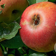 Malus d. 'Schone van Boskoop' 6-8 HO wortelgoed