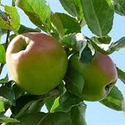 Malus d. Dubbele Bellefleur 10-12 HO wortelgoed