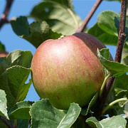 Malus domestica 'Lemoen' 6-8 HO wortelgoed