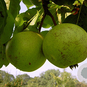 Pyrus communis 'Pondspeer' 8-10 HO wortelgoed