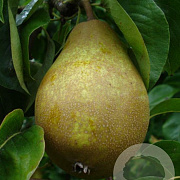 Pyrus communis 'Valse Ijsbout' 6-8 HO wortelgoed