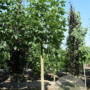 Aesculus hippocastanum 'Baumannii' 45-50 HO draadkluit
