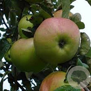 Malus domestica 'Ontarioappel' 20-25 HO draadkluit