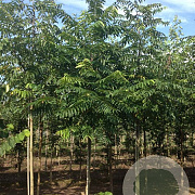 Pterocarya fraxinifolia 'Heereplein' 45-50 HO draadkluit