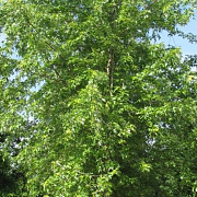 Acer saccharinum 'Born's Gracious' 16-18 HO draadkluit