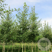 Acer s. 'Floriade 2012' 25-30 HO draadkluit