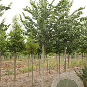 Ulmus 'Wanoux' 30-35 HO draadkluit