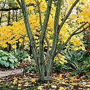 Acer tegmentosum 250-300 cm draadkluit meerstammig 350-400 diameter
