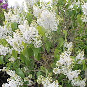 Syringa v. 'Prinses Beatrix' 250-300 cm draadkluit struik 175-200 diameter