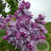 Syringa v. 'Monument Carnot' 250-300 cm draadkluit struik 175-200 diameter