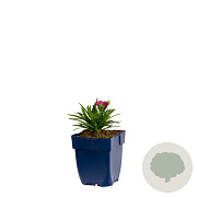 Dianthus 'Faganza' GM  P11