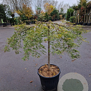 Acer pal. 'Garnet' 150 cm stam container kroon 80-100
