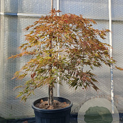 Acer pal. 'Garnet' 70 cm stam container kroon 80-100