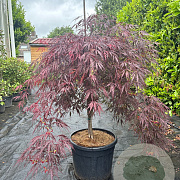 Acer pal. 'Garnet' 70 cm stam container kroon 125-150