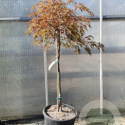 Acer pal. 'Garnet' 100 cm stam container kroon 80-100
