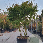Acer palmatum 200-250 cm container struik solitair