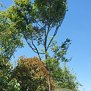 Acer palmatum 220 cm stam container 20-25