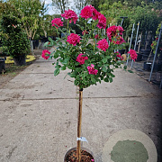 Rosa (K) 'Royal Gold' 110 cm stam 6L